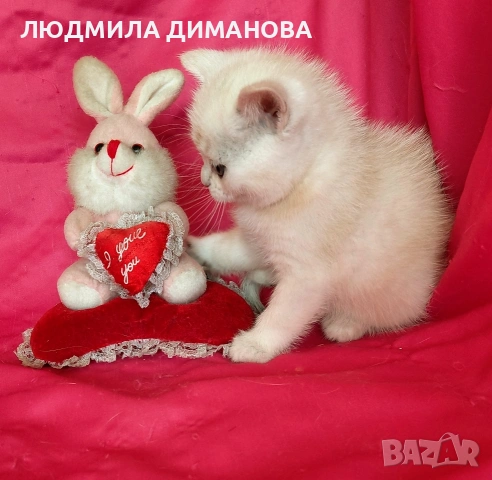 Шотландски мъжко женско , снимка 8 - Британска късокосместа - 53744127