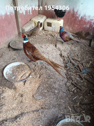 Свободни фазани, снимка 2 - други­ - 53853961