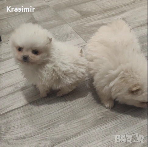 Померанчета, снимка 3 - Померан - 53698749