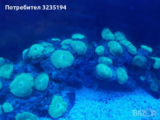 Живи камъни, снимка 2 - Оборудване за аквариуми - 51070170