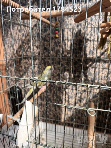 Женски пойни папагали 2025г, снимка 2 - Папагали - 53632541