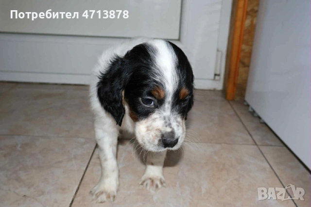 Английски сетер, снимка 2 - Английски сетери - 53156304