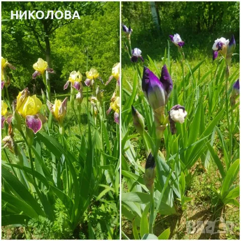 ИРИС - КОРЕНИ , снимка 2 - Градински цветя и растения - 48830815