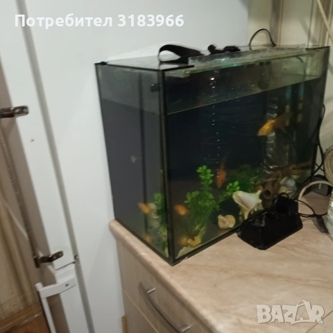 голям аквариум с рибки оборудван 50 х 40 х 24, снимка 3 - Аквариуми - 53830698
