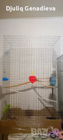 Продавам Малък Александър с голяма клетка, снимка 2 - Папагали - 56411343