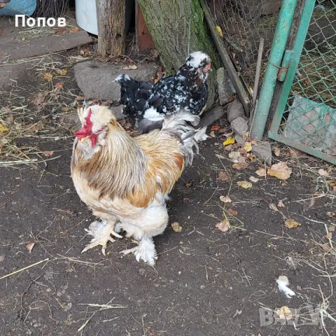 Продавам Струмски стандарт, снимка 4 - Кокошки и пуйки - 47287836