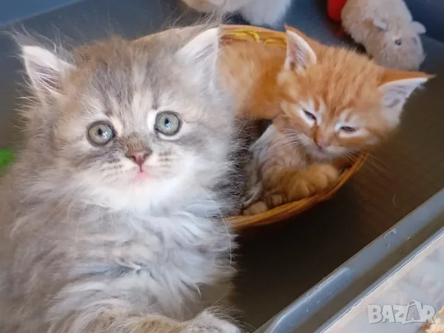 Пухкаво коте, синьо момиче, сибирски котета, сибирско котенце, хипоалергично