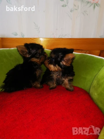 мини йорки, снимка 1