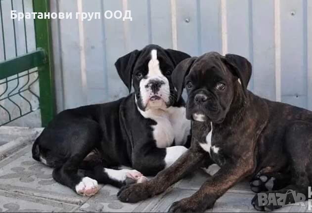 Боксер/ Немски боксер с родословие, снимка 4 - Боксер - 19756683