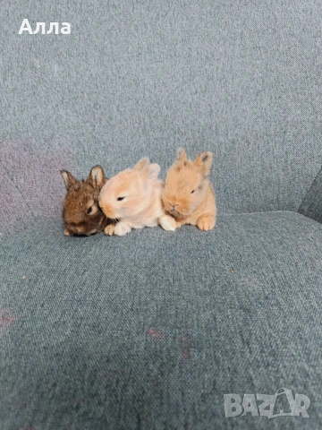 Декоративно зайчета , Рекс, голадско джуджета, лвъна глава, снимка 3 - Декоративни зайчета - 53041568