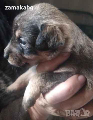 Подаряваме 6 малки кученца бели светли душички в черни кожухчета, снимка 4 - Други - 53339034