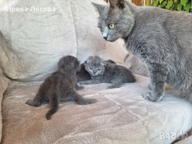 Британски дългокосмести котета , снимка 6 - Други - 55789308