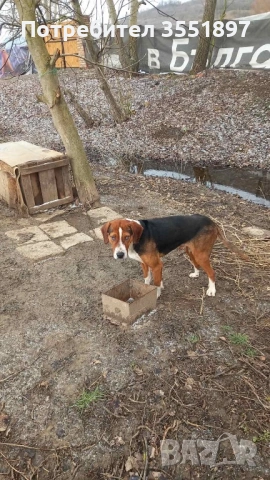 Продавам две мъжки гончета , снимка 2 - Гонче - 53617208