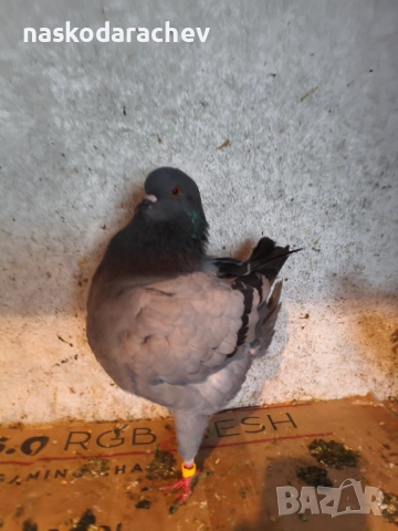 Гълъби порода Америка Кинг, Кингове, снимка 10 - Гълъби - 52411130