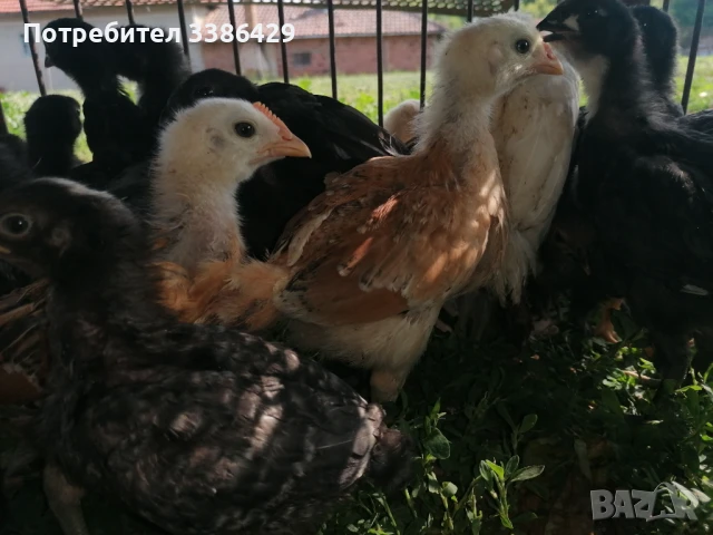 Пуйки, неми патици,  токачки, снимка 9 - Патици и гъски - 48423171