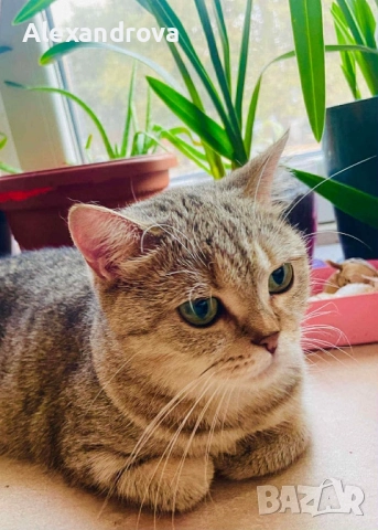 🐾 Шотландска клепоуха (Scottish Fold) – сребърна чинчила 🐾, снимка 4 - Чинчили - 52925727