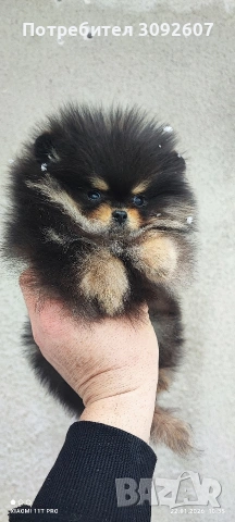 Померанче момче, снимка 4 - Померан - 53193377