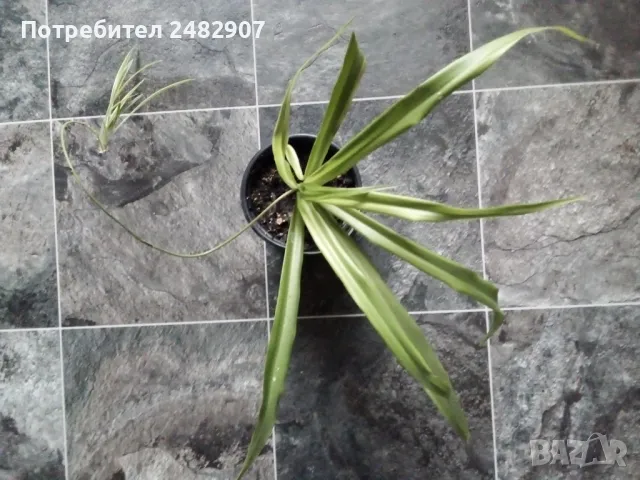 "Хлорофитум" - стайно растение, снимка 3 - Стайни растения - 48803128