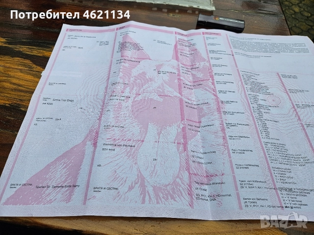 Родословна немска овчарка, снимка 6 - Немска овчарка - 52433298