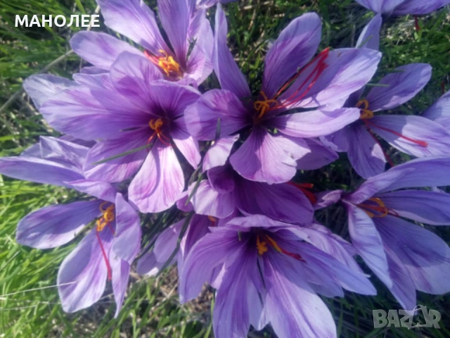 🪷🪷🪷Шафран🎁🌞👌, снимка 6 - Градински цветя и растения - 53496214