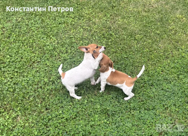Джак Ръсел териерчета, снимка 2 - Джак ръсел териер - 55873228