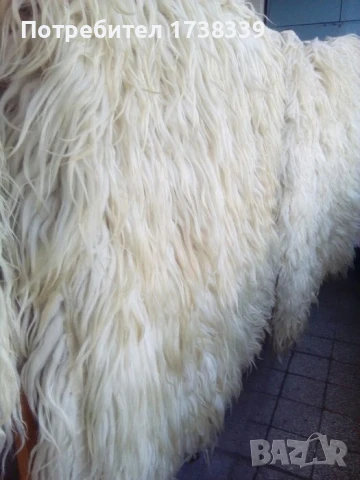 Родопски китеници 