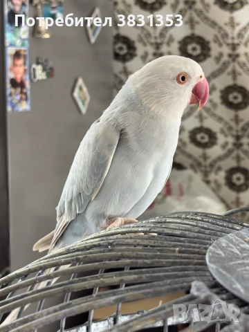 Малък Александър с голяма клетка 