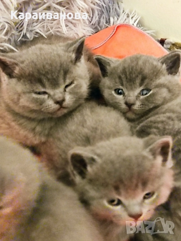 Британски късокосмести , снимка 5 - Британска късокосместа - 52481442