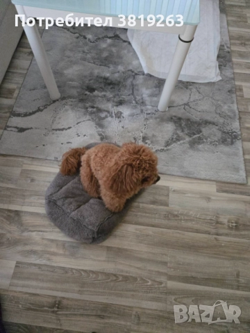 Пудел той мини, снимка 5 - Пудели - 52616820