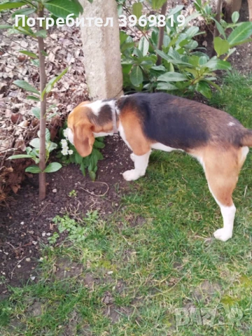 Бигъл, снимка 3 - Бигъл - 53832957