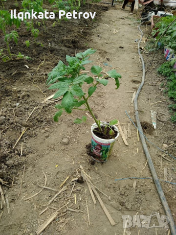 Продавам разсад домати и краставици, снимка 4 - Разсади - 44579960