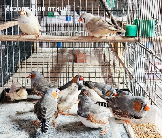 Джъмбо Амадини - Бартер, снимка 4 - Папагали - 52866749