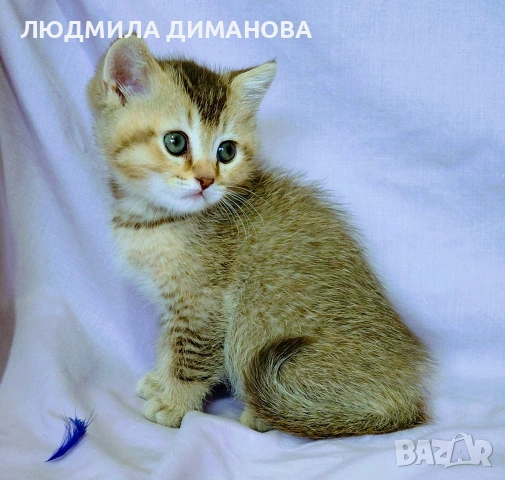 Шотландско мъжко. , снимка 3 - Британска късокосместа - 53639048