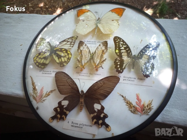 ПАНО С ПЕПЕРУДИ ПЕПЕРУДА