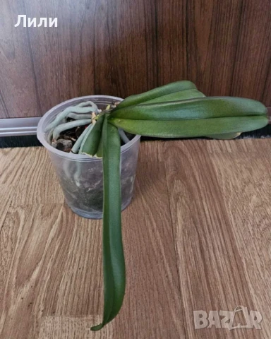 Орхидея фаленопсис Cultivation, снимка 2 - Стайни растения - 50600810