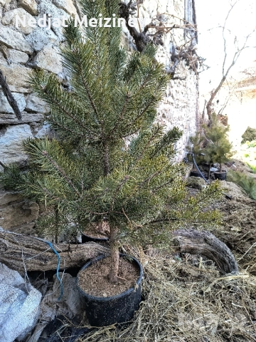 Дъб- Космат, Цер и Благун и бор -2 и 3 годишни, снимка 2 - Градински цветя и растения - 44931750