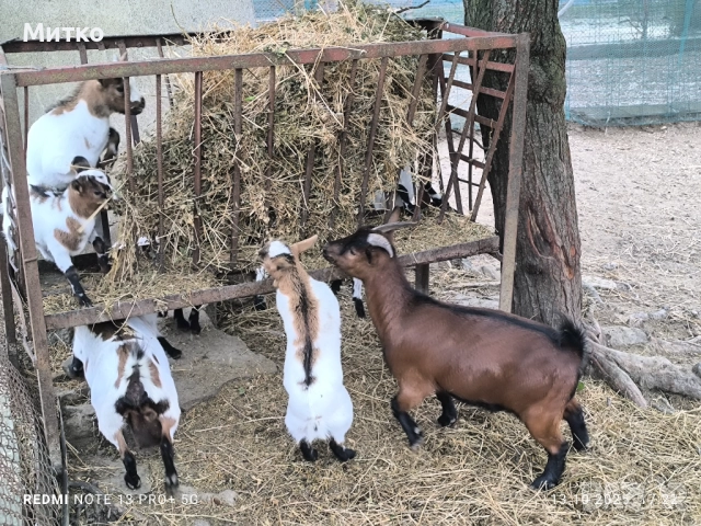 Декоративни козички и ярета кози холандски мини , снимка 10 - Кози - 49545301