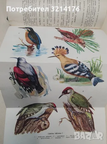 Предпосевна подготовка на дървесните и храстови семена - З. К. Шумилина, снимка 6 - Специализирана литература - 48335346