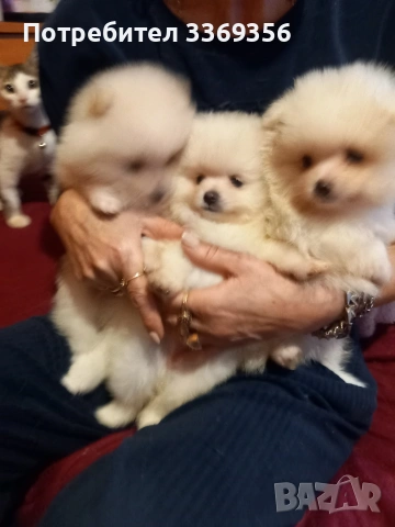 продавам малки мини померани , снимка 7 - Померан - 53351761