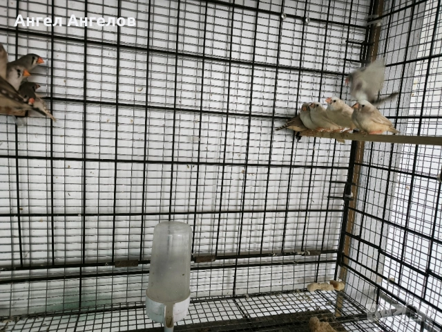 зеброви амадини , снимка 5 - Амадини - 52357881