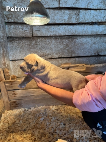 Американски булета , снимка 2 - Питбул - 52912672