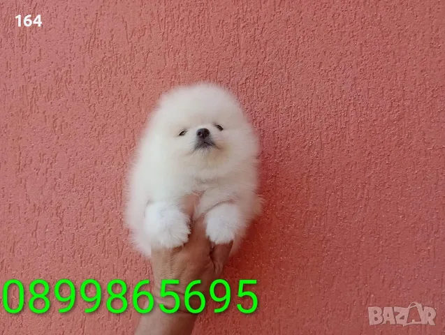 Бели мъжки и женски кученца Померан, снимка 3 - Померан - 56017123