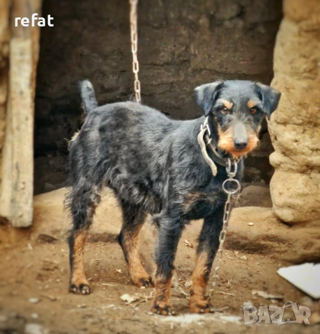 ягдтериер женска