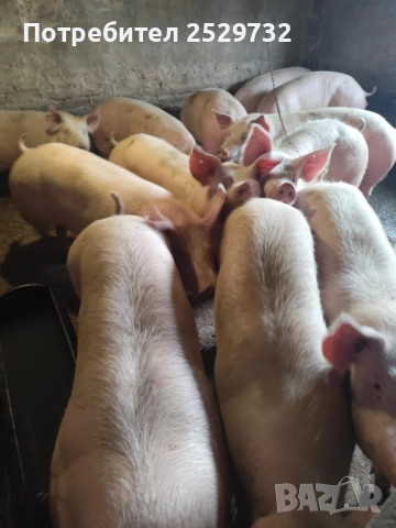 Продавам угоени прасета, снимка 4 - Прасета - 52643815
