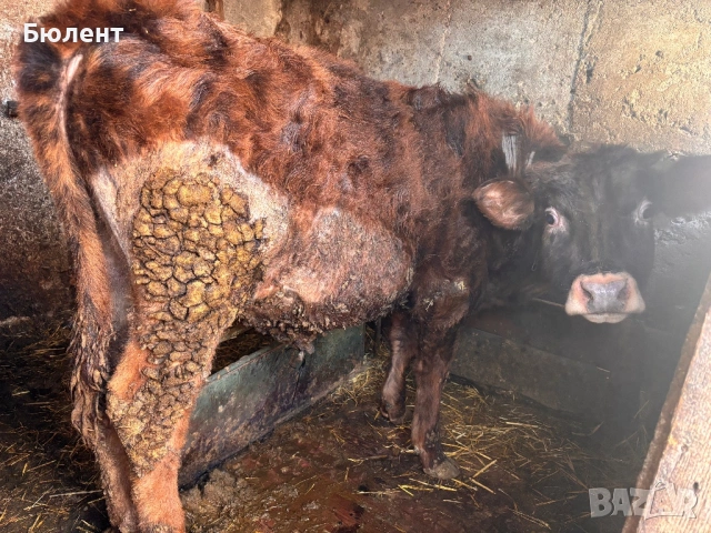 Мъжко теле на 9 месеца 