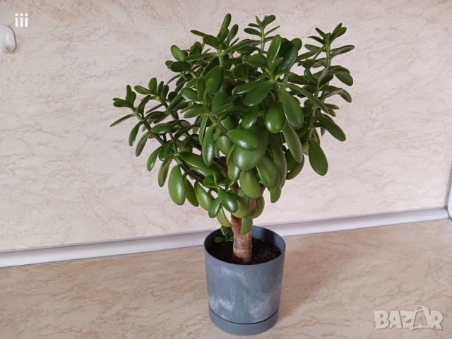 Дърво на живота - Красула - Дърво на парите, снимка 2 - Стайни растения - 53126431