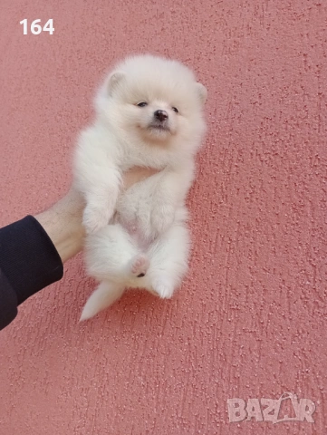 Мъжки и женски Померани. Реални снимки от 12.01.26 г. , снимка 5 - Померан - 53111472