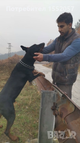 Доберман - мъжки, снимка 2 - Доберман - 53242746