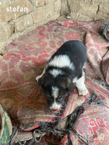 Източносибирски лайки, снимка 3 - Други - 53074104