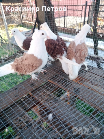 продавам на жълт капак